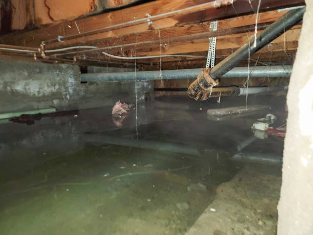 Best Ceiling water damage repair  in Meadows Place, TX