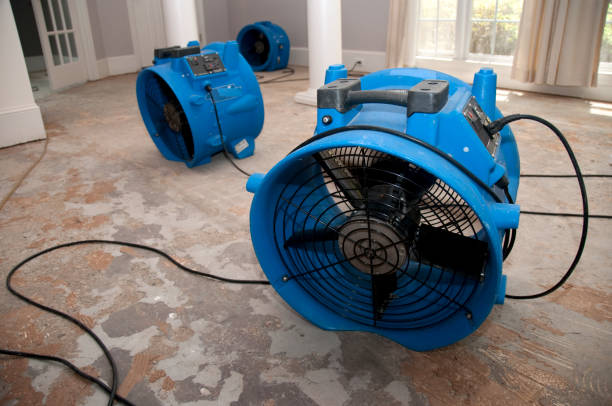 Best Mold removal after water damage  in Meadows Place, TX